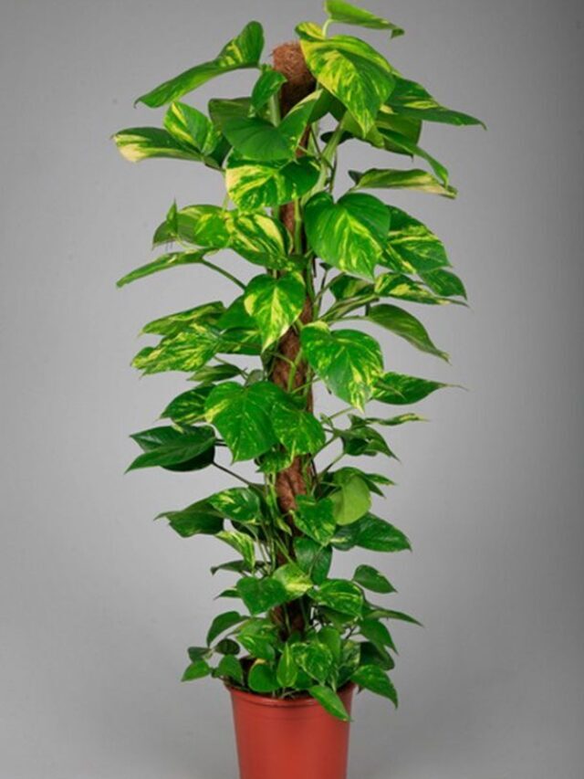 Lucky plants for the home