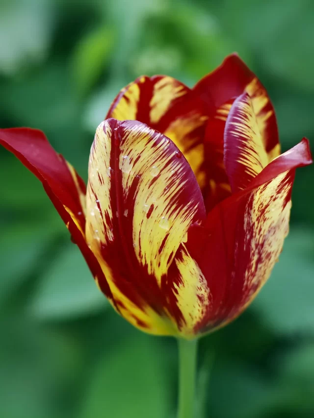 USE THESE FLORALS TO DECORATE YOUR HOME IN ACCORDANCE WITH YOUR PERSONALITY.