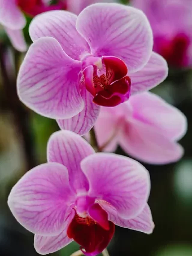 PLANTS FOR HOME THAT BENEFIT YOUR HEALTH
