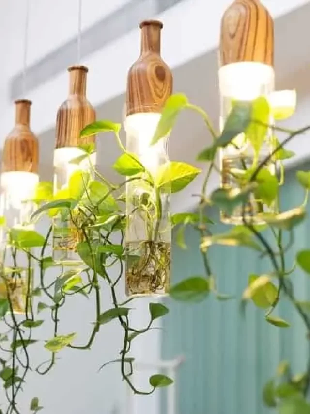 Ways For Providing Your Indoor Plants With ample Light