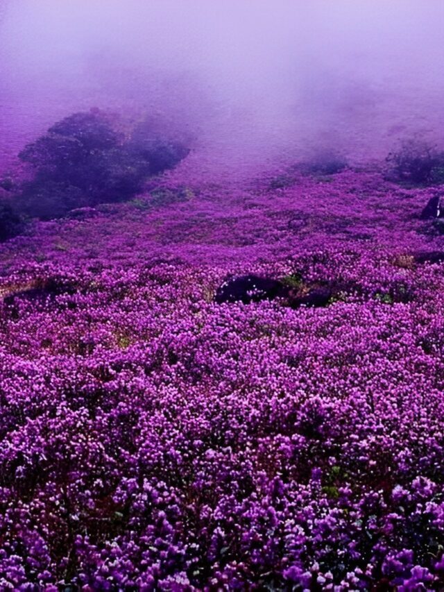 Tourists see the remarkable Neelakurinji flower bloom in Chikmagalur.