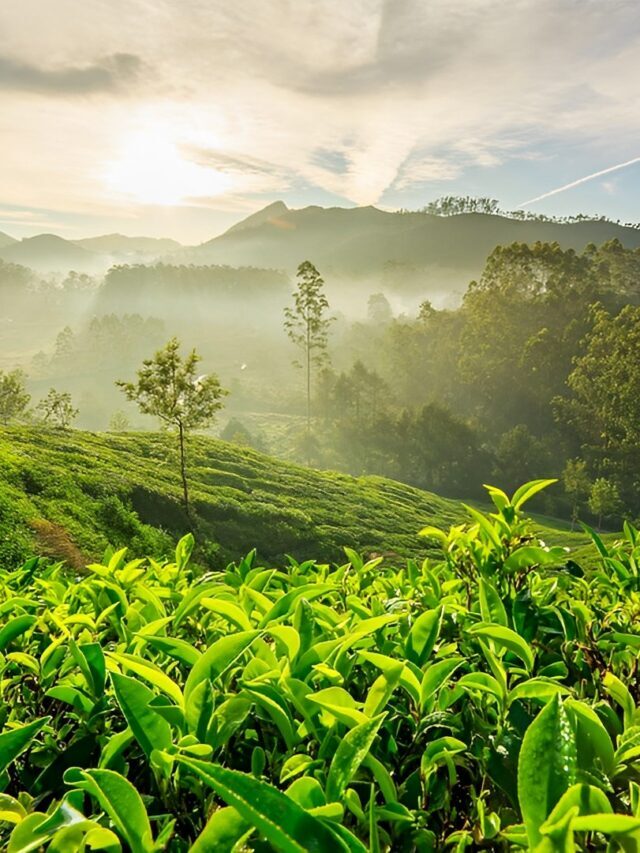 5 Amazing Locations With Tea Plantations