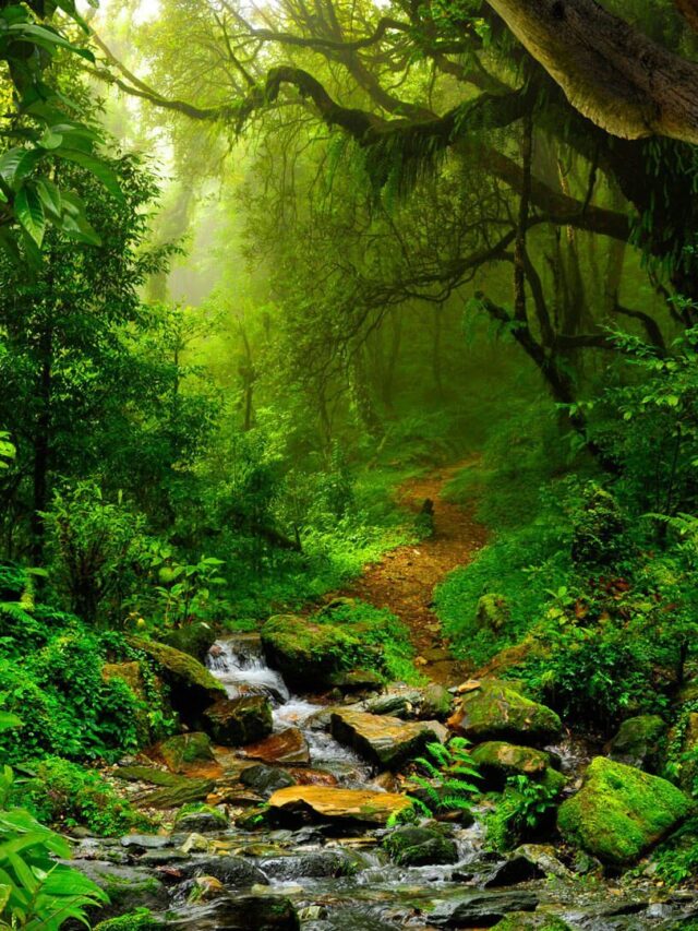 6 Largest and Most Biodiverse Forests on Earth