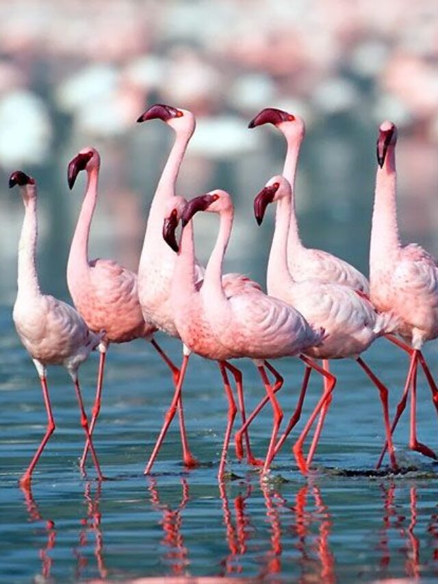 Best Places to spot exotic migratory birds in India!
