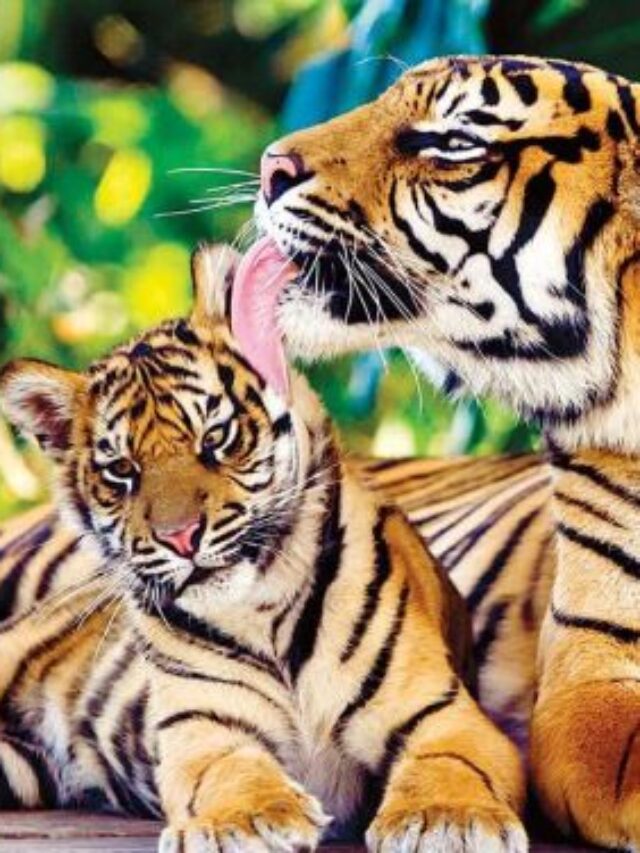 India’s Most Popular Tiger Reserves