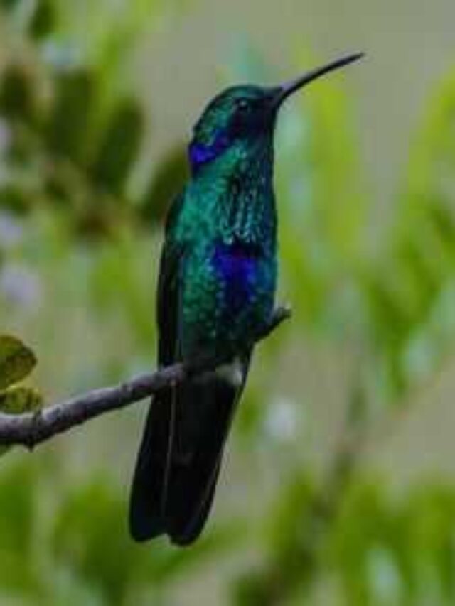 Best Summer Birding Locations in India