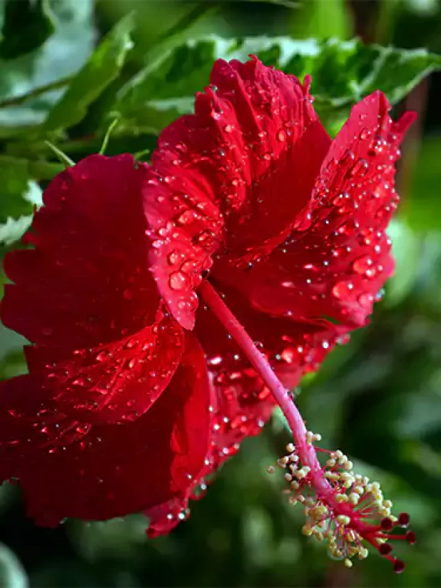 Here why hibisucus is benefical for your hair