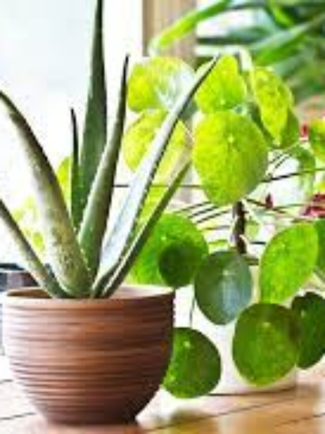 The benefits of having plants in your home or offices