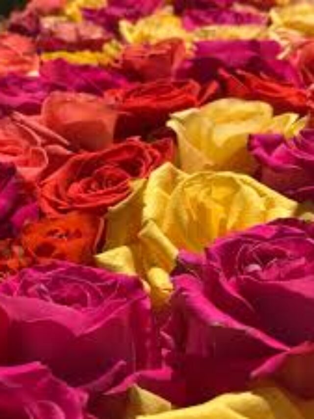 India’s Flower Festivals to See