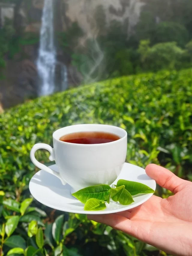 Benefits of green tea for skin