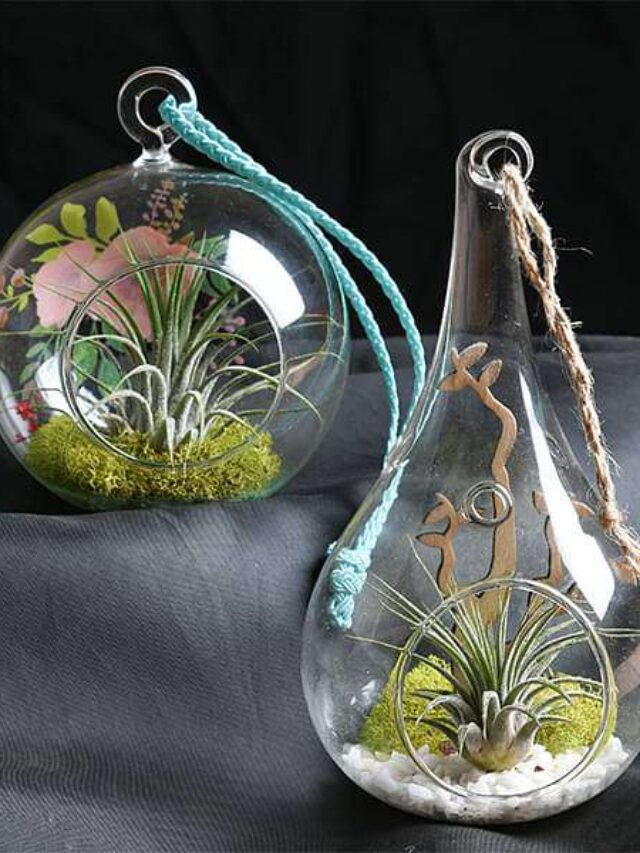 4 Air Plants that grow without soil