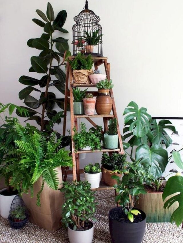 5 plant human benefit