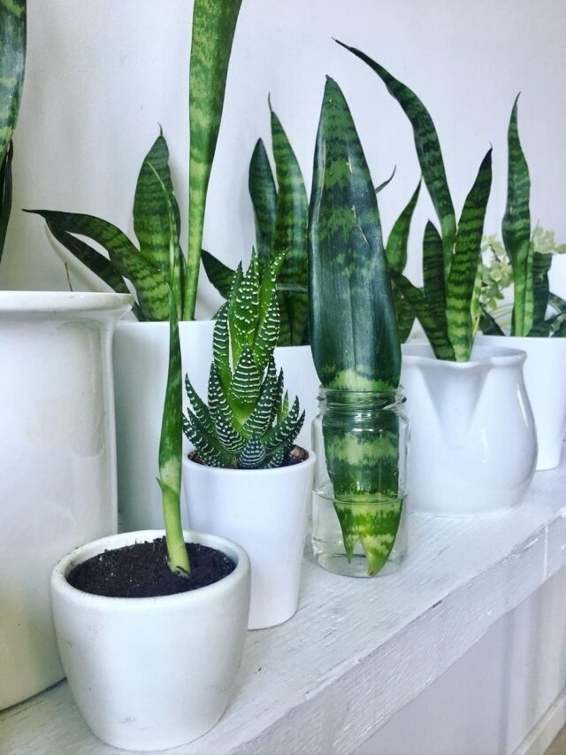 7 Benefits of Keeping Snake Plants In Your Home